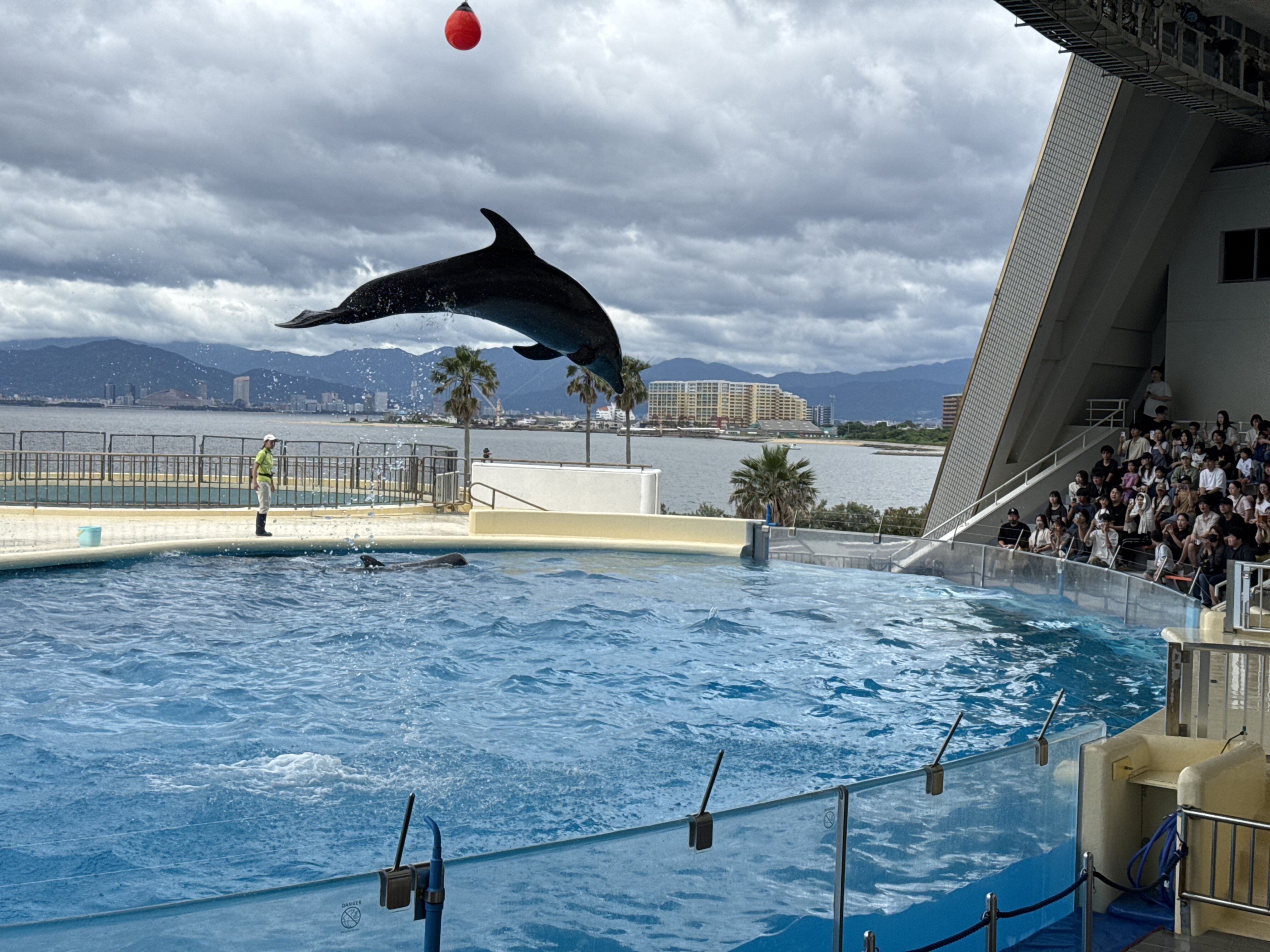 Dolphin