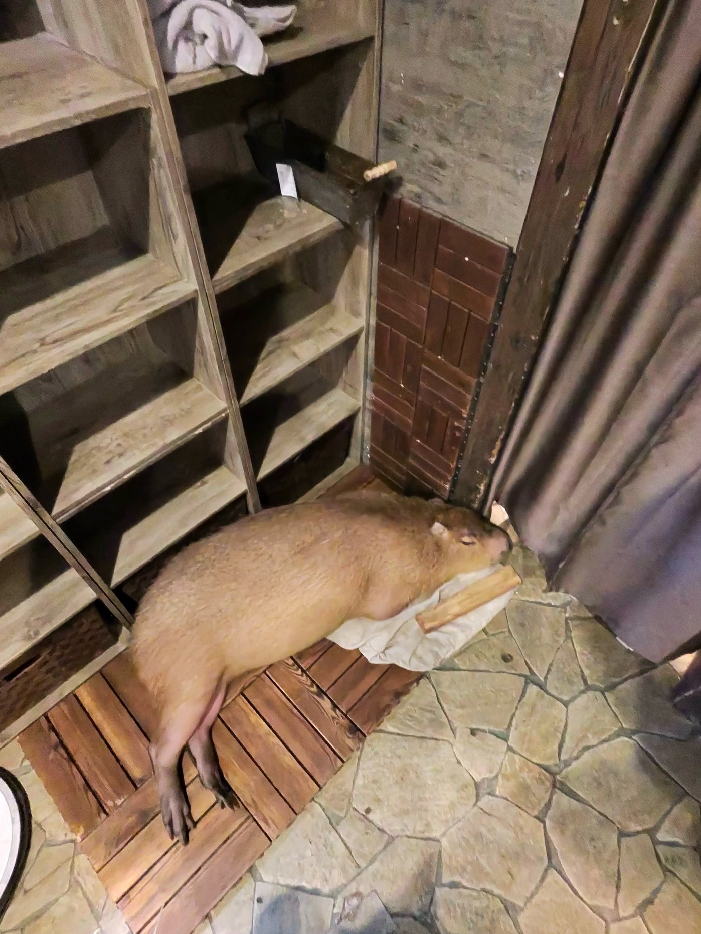 Our visit to Animeal - the kids loved the capybara!